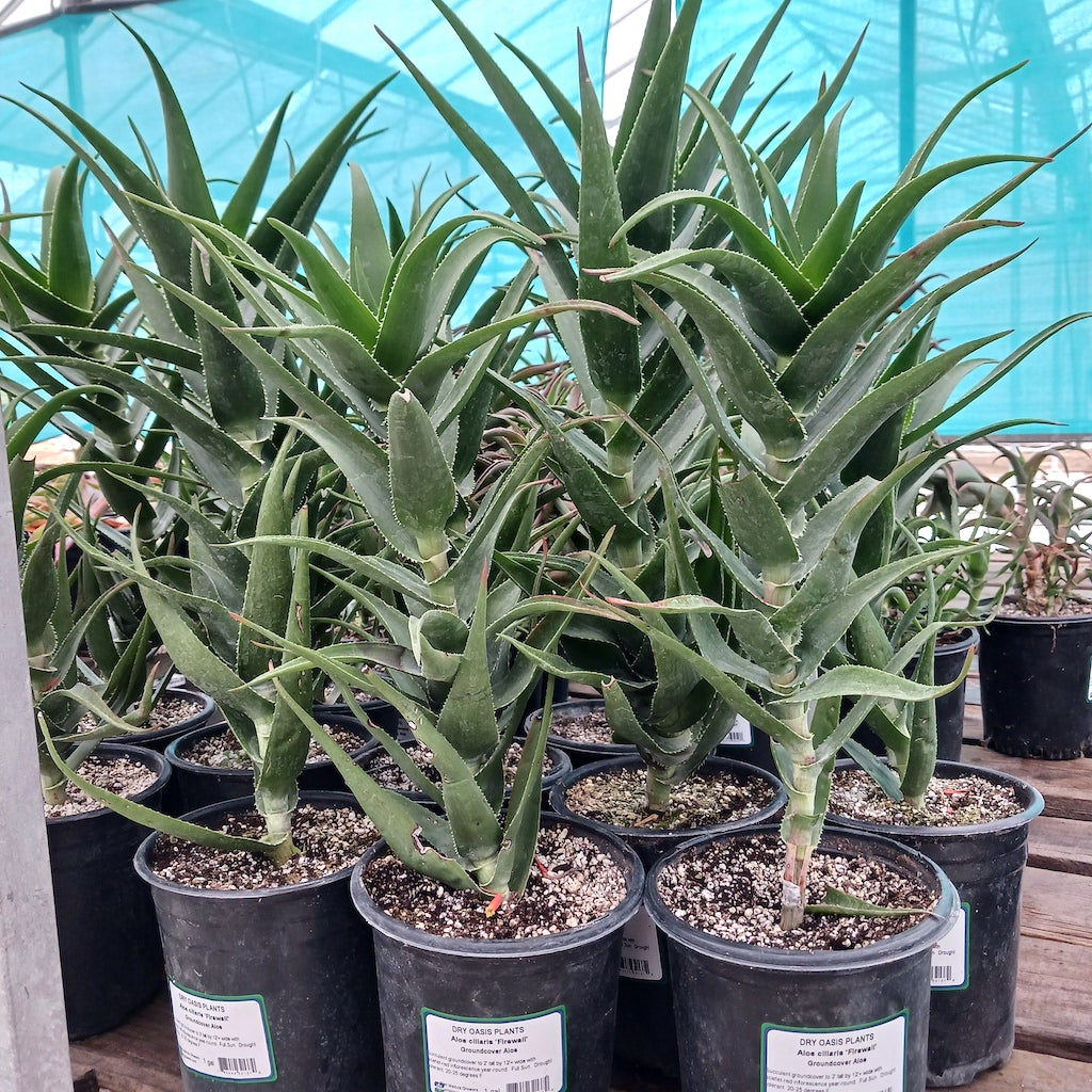 Aloe ciliaris "Firewall"