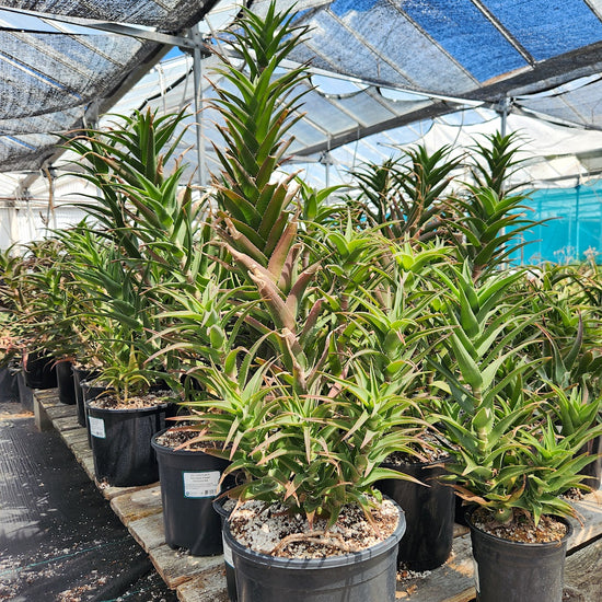 Aloe ciliaris 