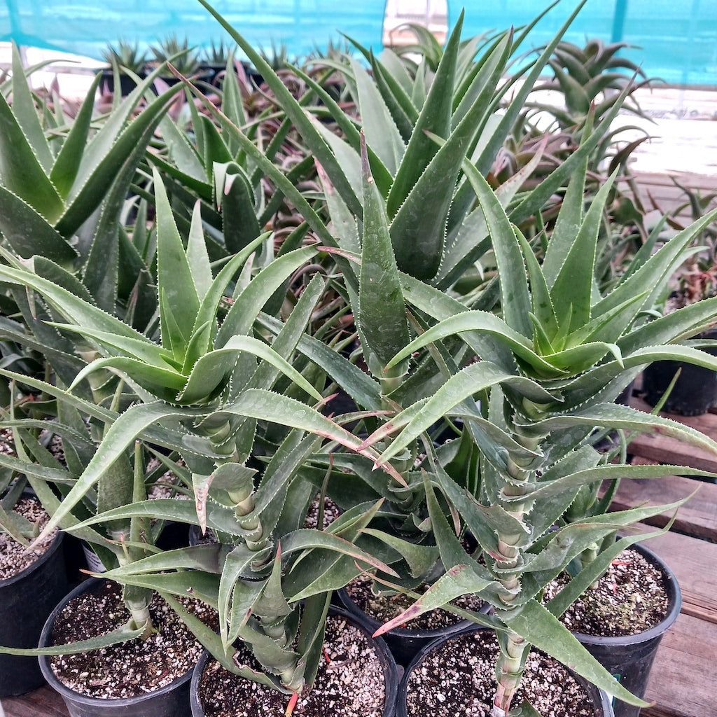 Aloe ciliaris "Firewall"