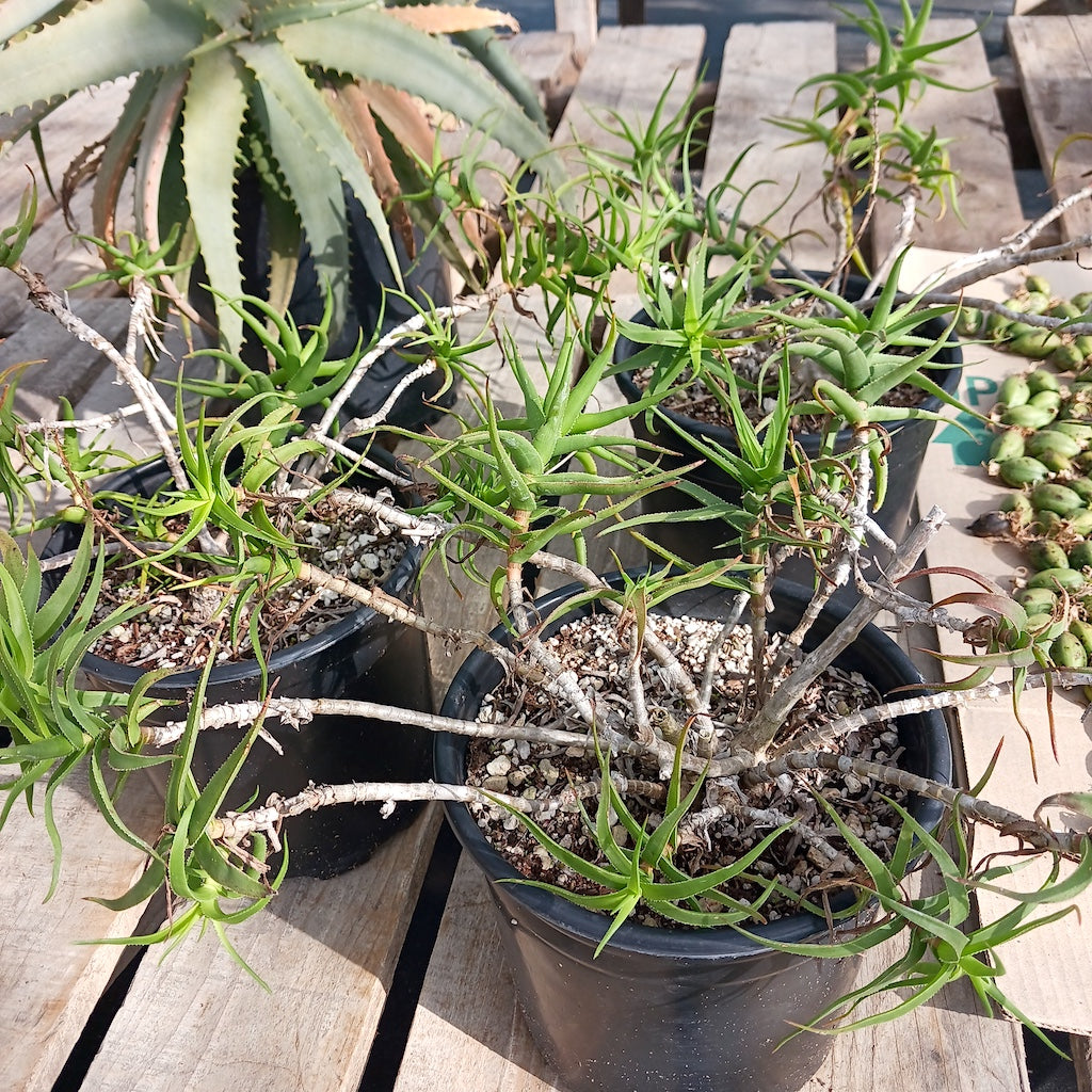 Aloe ciliaris var tidmarshii- 2ga