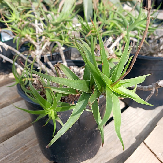 Aloe ciliaris var tidmarshii- 2ga
