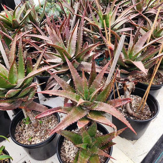 Aloe classenii