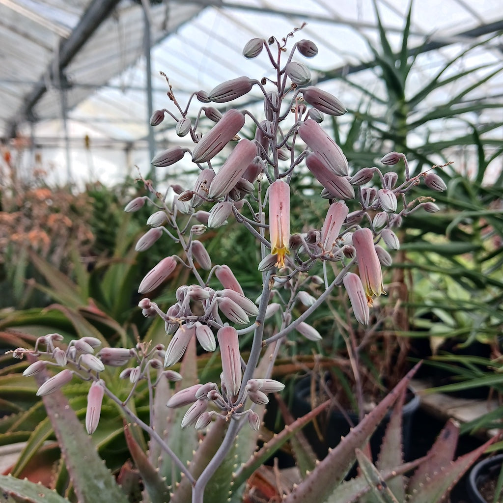 Aloe classenii flowers