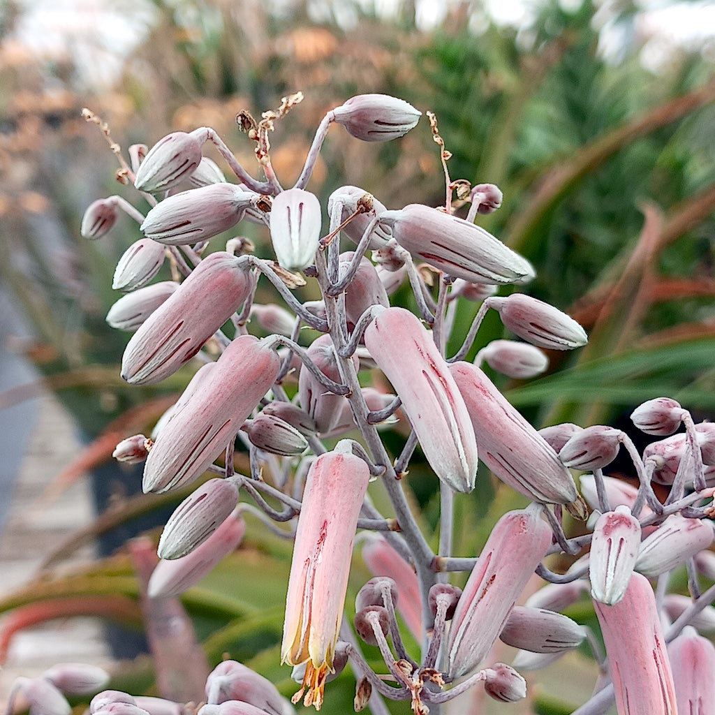 Aloe classenii flowers