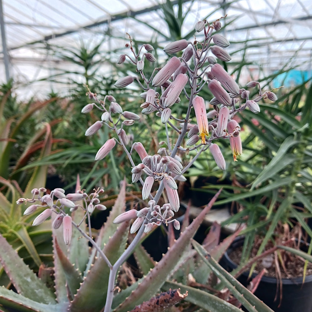 Aloe classenii flowers
