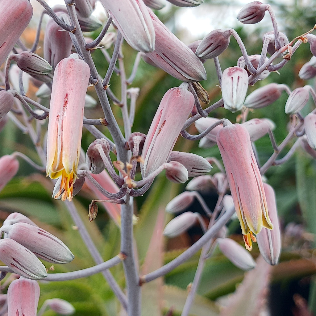 Aloe classenii flowers