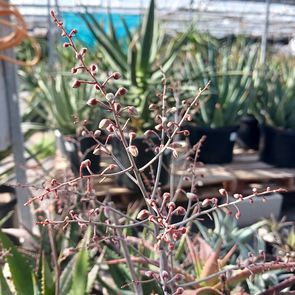 Aloe classenii flowers still in bud