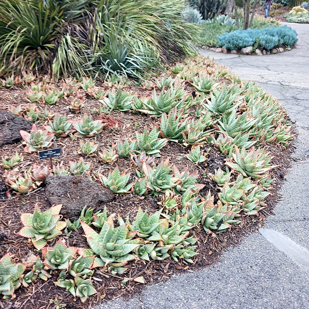 Aloe commutata at the Huntington Botanical Gardens