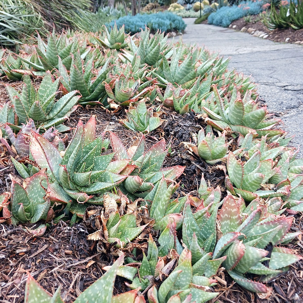 Aloe commutata at the Huntington Botanical Gardens