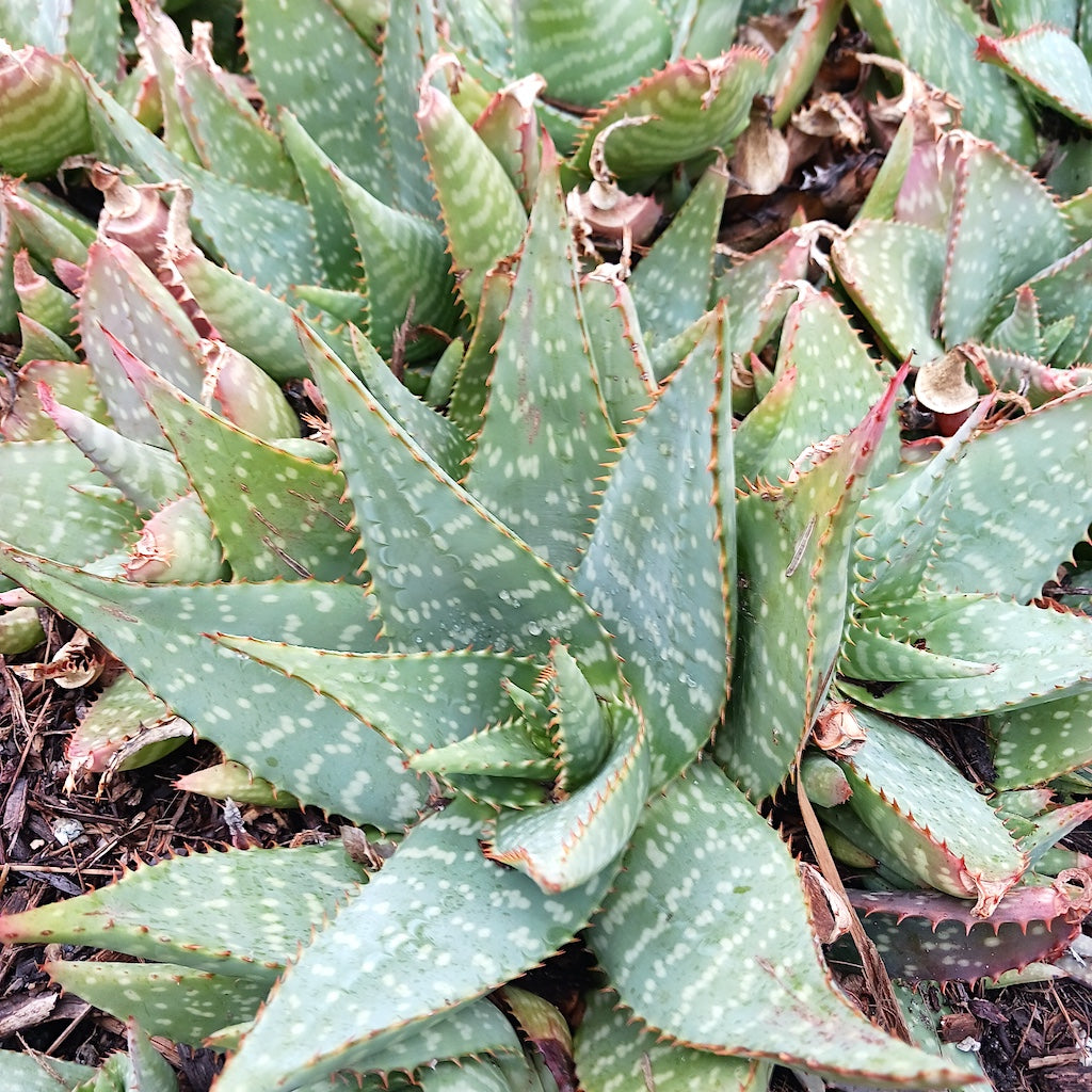 Aloe commutata at the Huntington Botanical Gardens