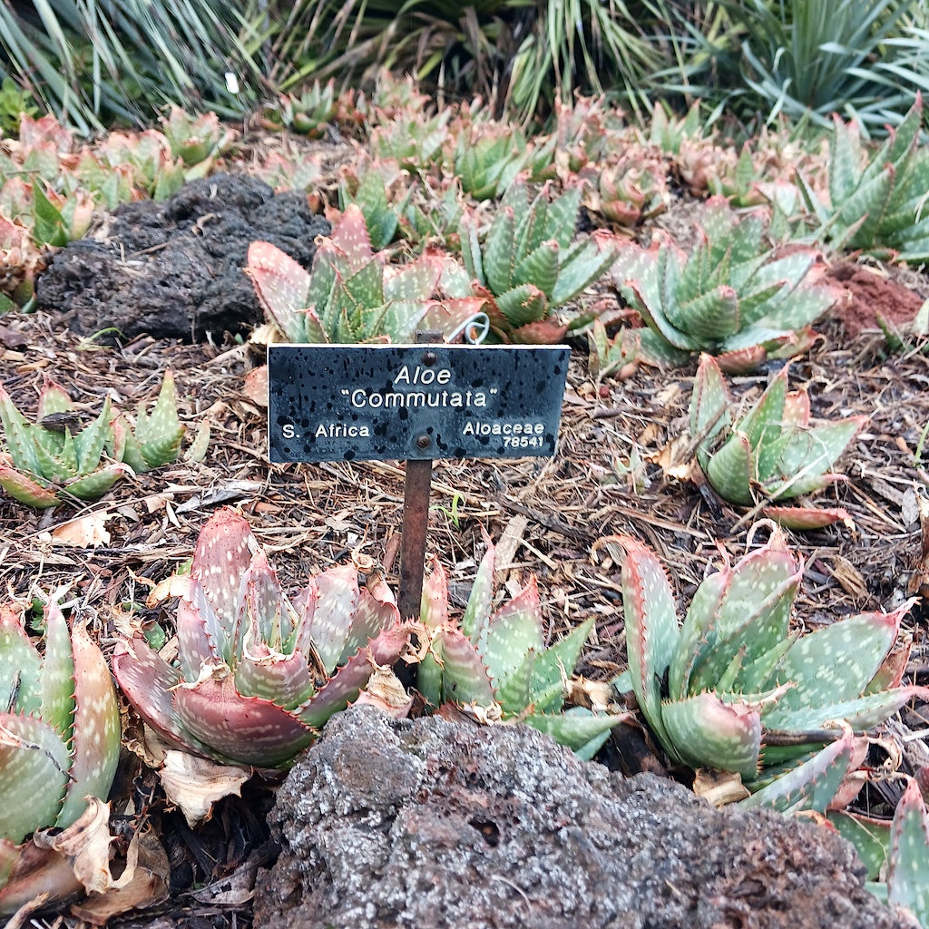 Aloe commutata at the Huntington Botanical Gardens