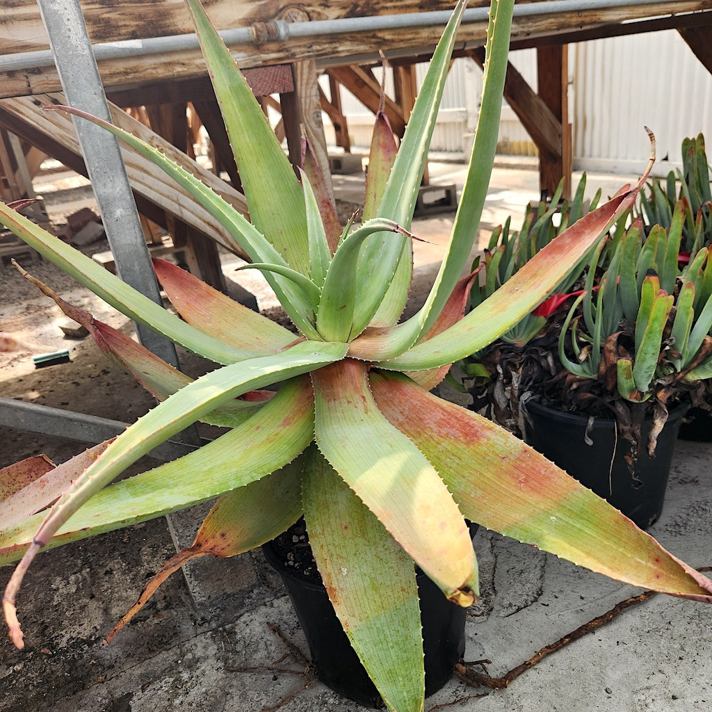 Aloe comosa