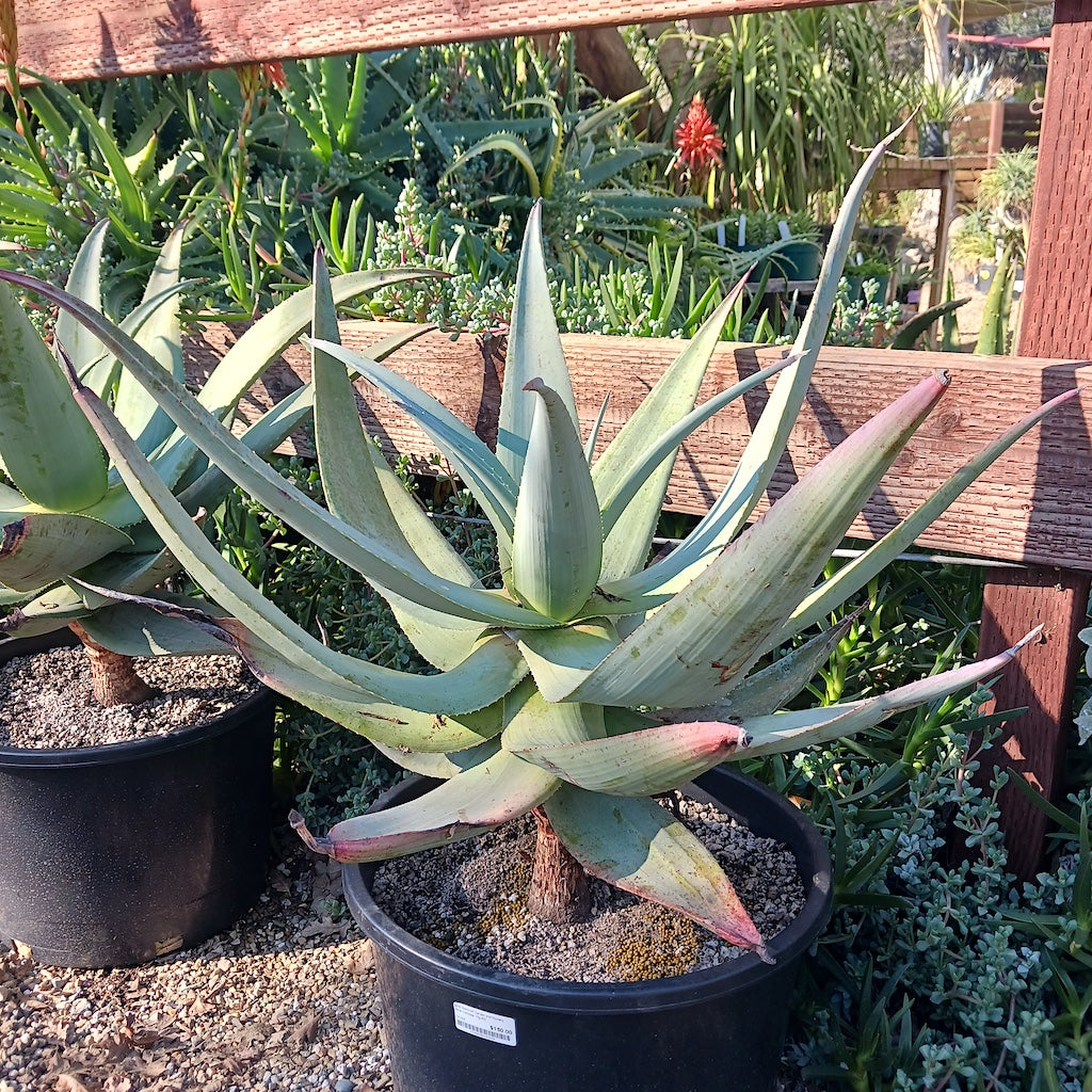 Aloe comosa at the Ruth Bancroft Garden