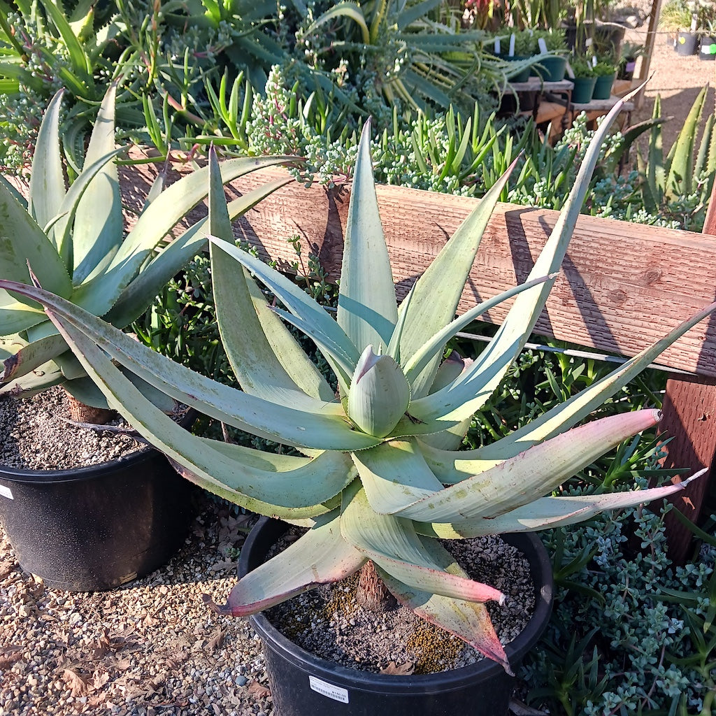 Aloe comosa at the Ruth Bancroft Garden