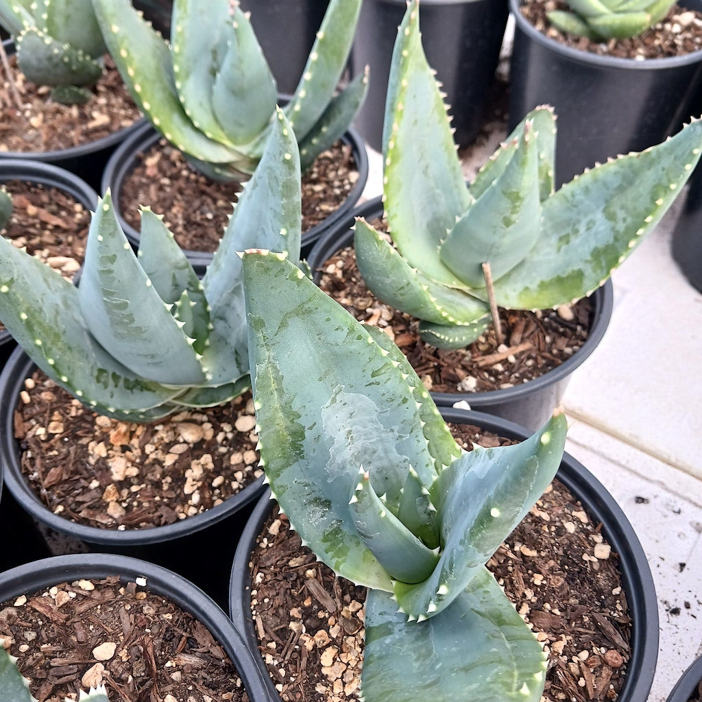 Aloe comptonii