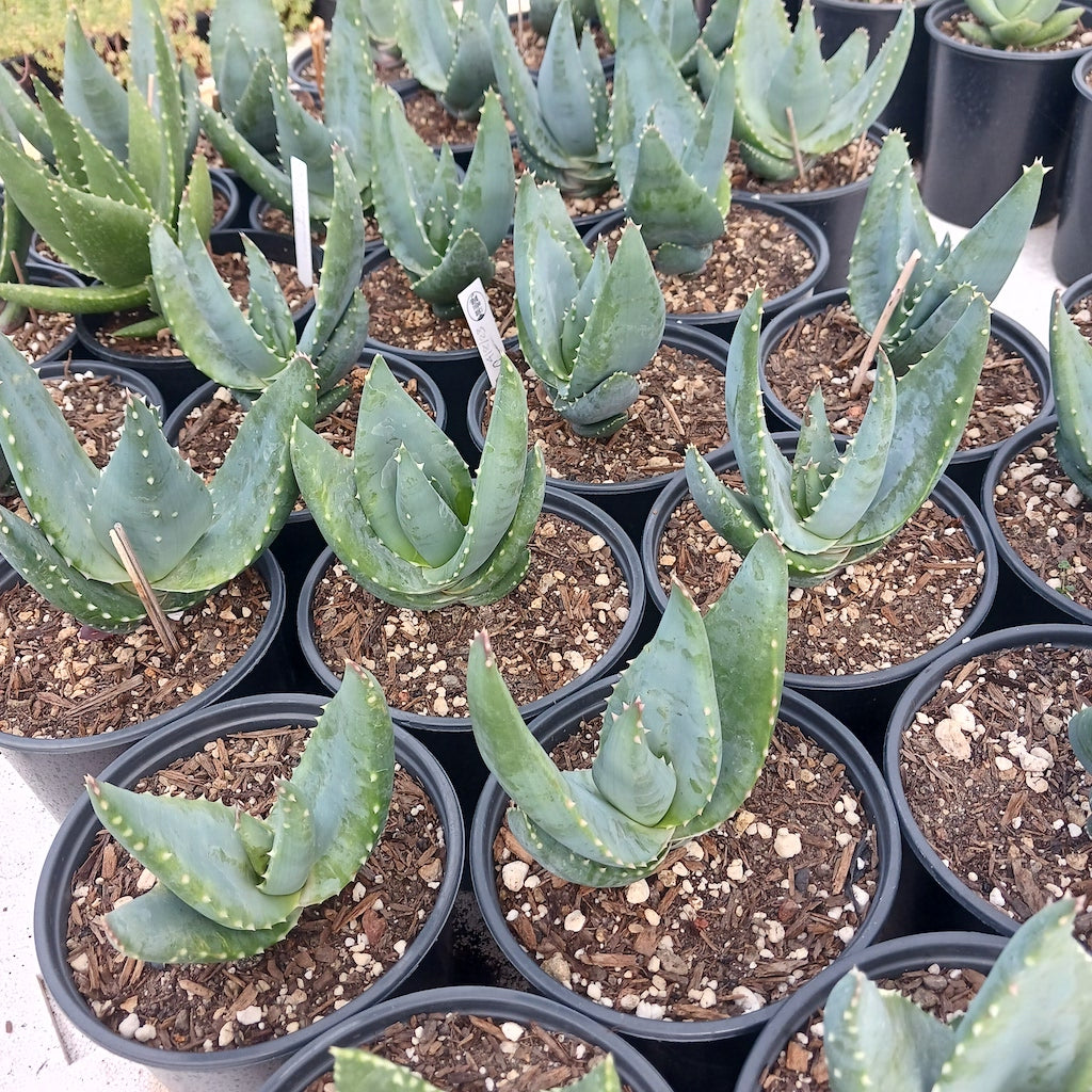 Aloe comptonii