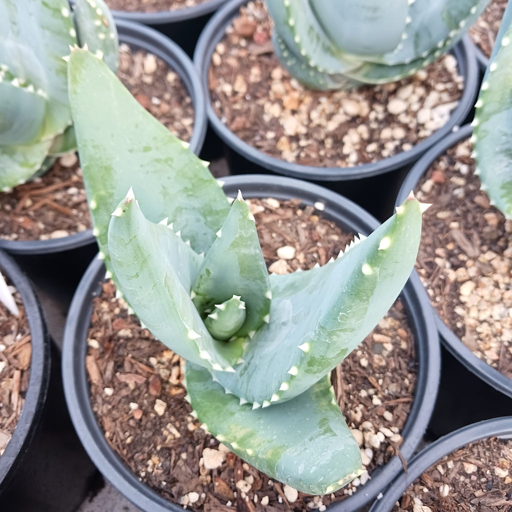 Aloe comptonii