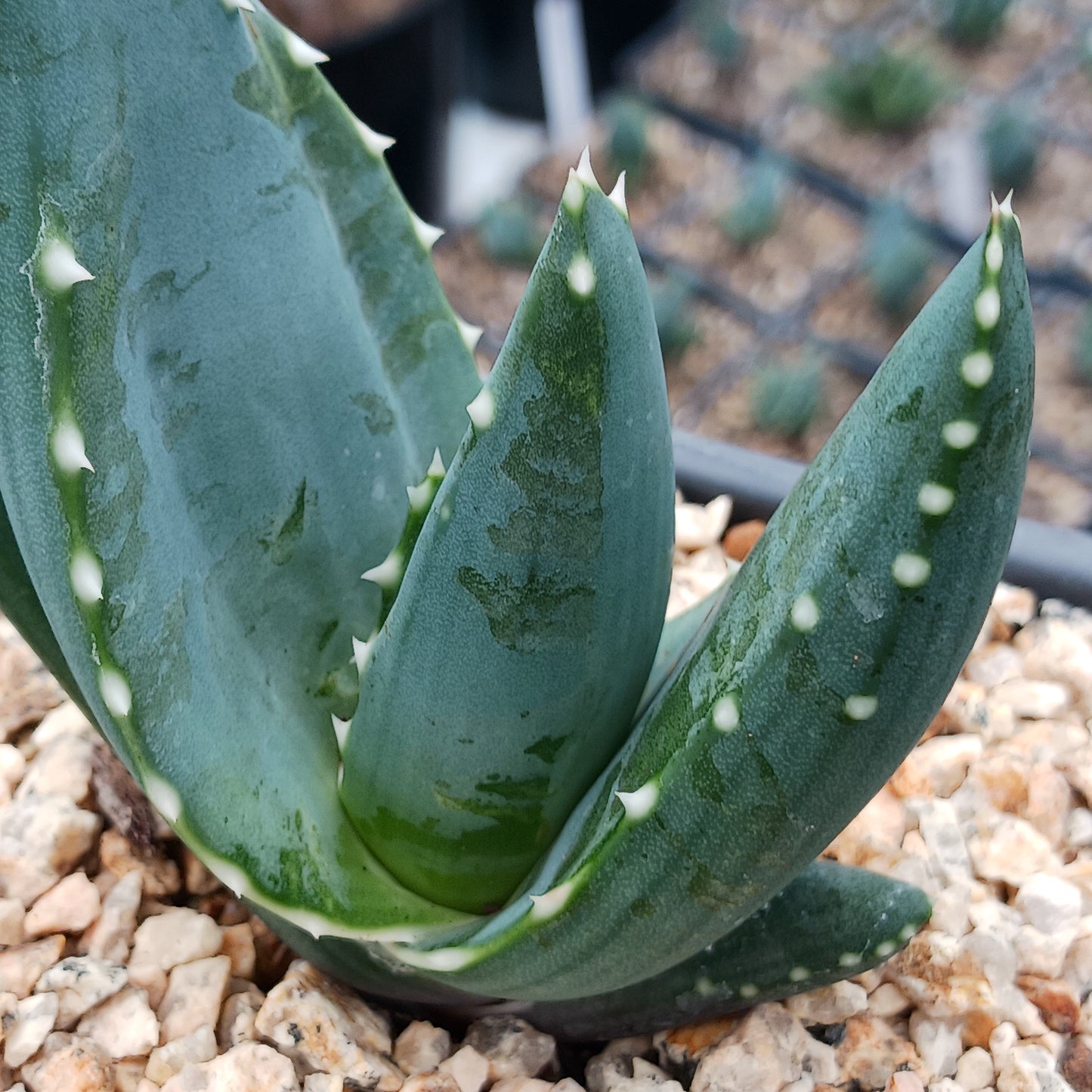 Aloe comptonii - 4in