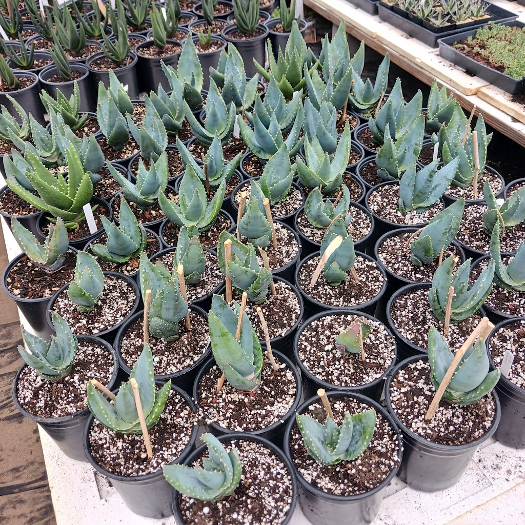 Several Aloe comptonii in 1ga nursery containers