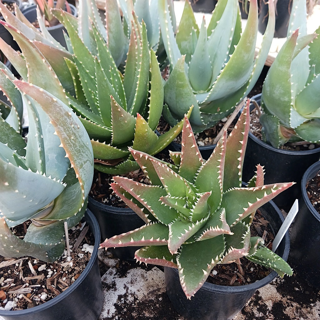 unknown cross with Aloe comptonii