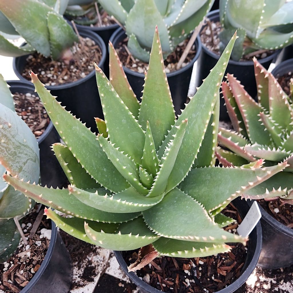 unknown cross with Aloe comptonii