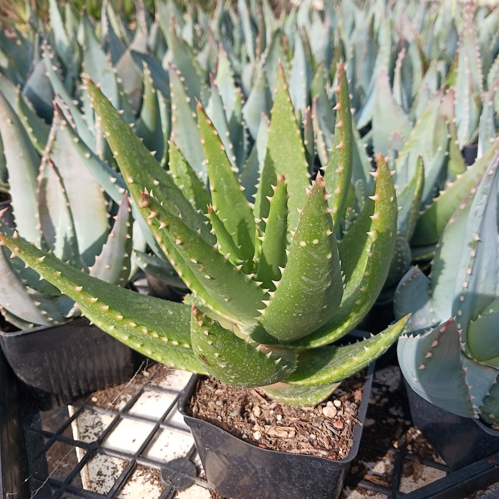 Aloe comptonii open hybrid