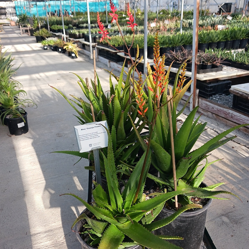 Aloe "Conejo Flame"