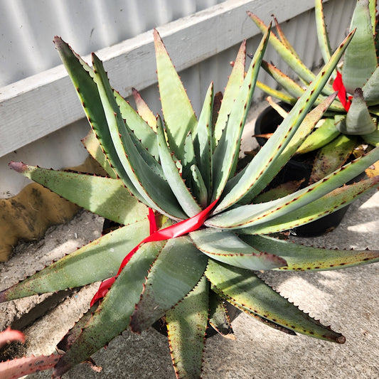 Aloe conifera