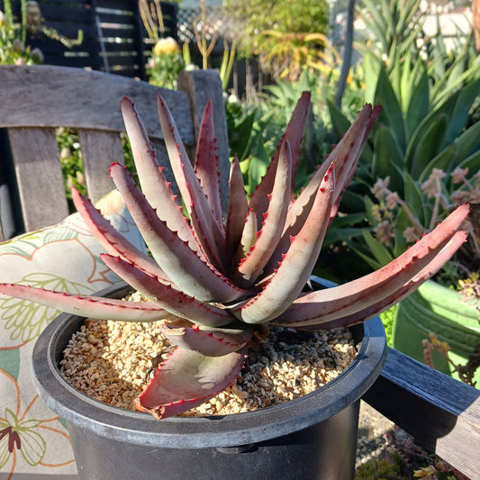 A potted Aloe conifera plant with red-violet colored leaves and thorns, displaying a compact, cylindrical growth habit.
