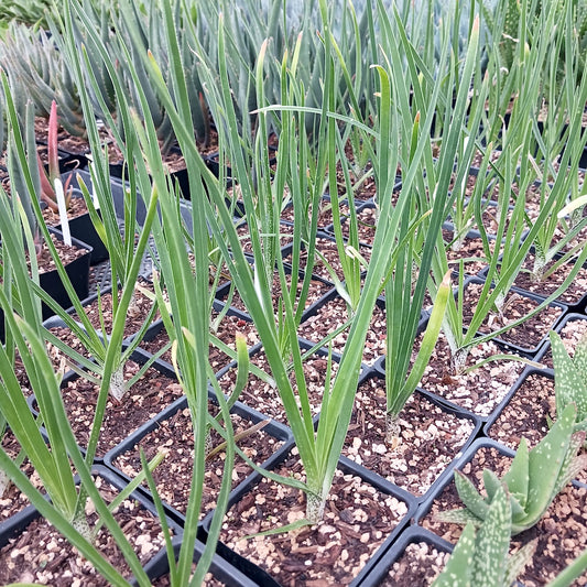Several, young Aloe cooperi growing in nursery pots