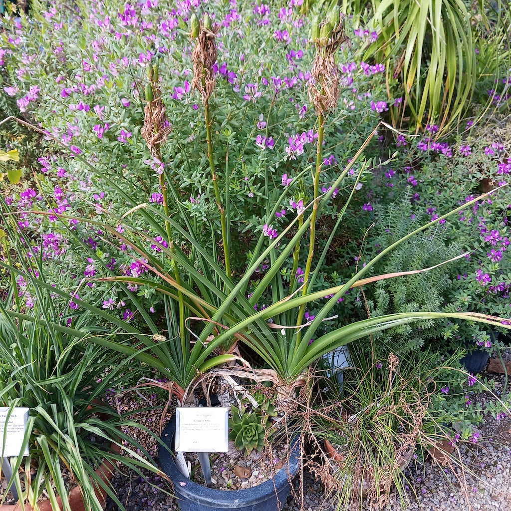 Aloe cooperi on display in a pot