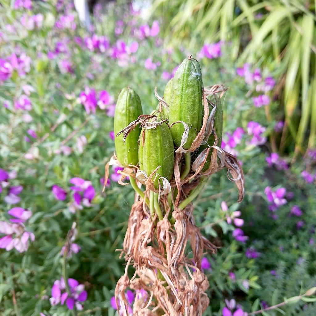 Aloe cooperi seed pods