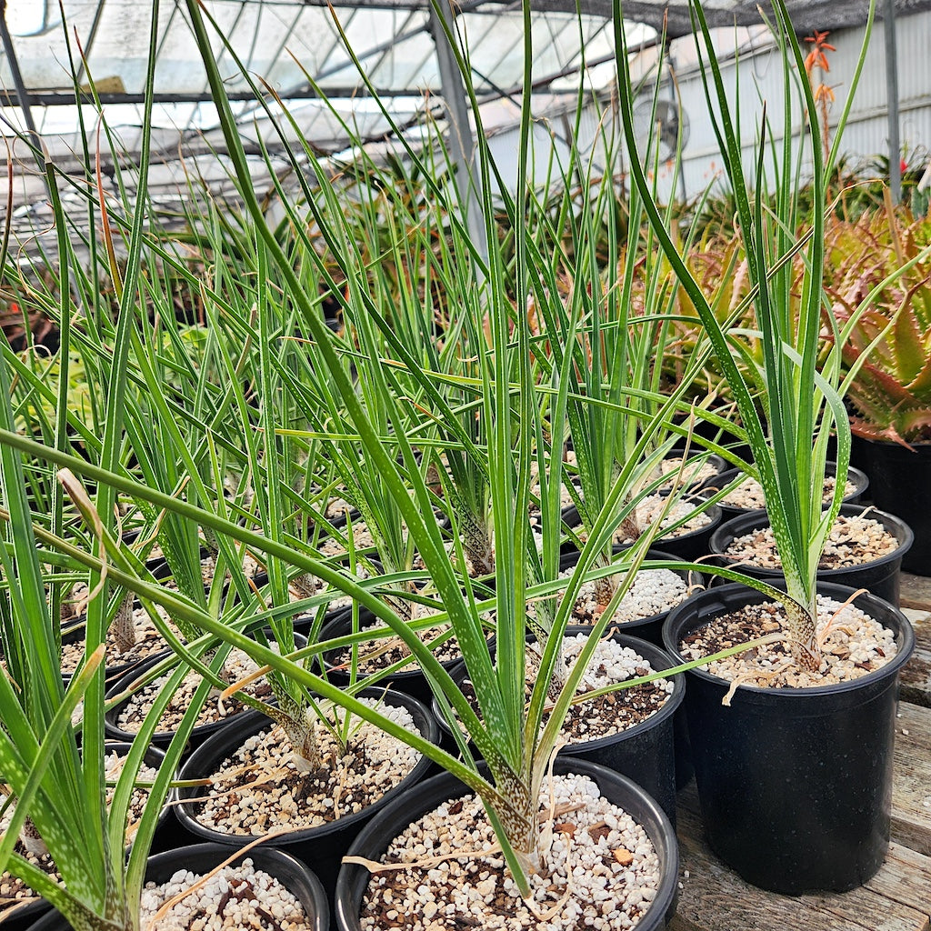 Aloe cooperi in 1ga nursery pots