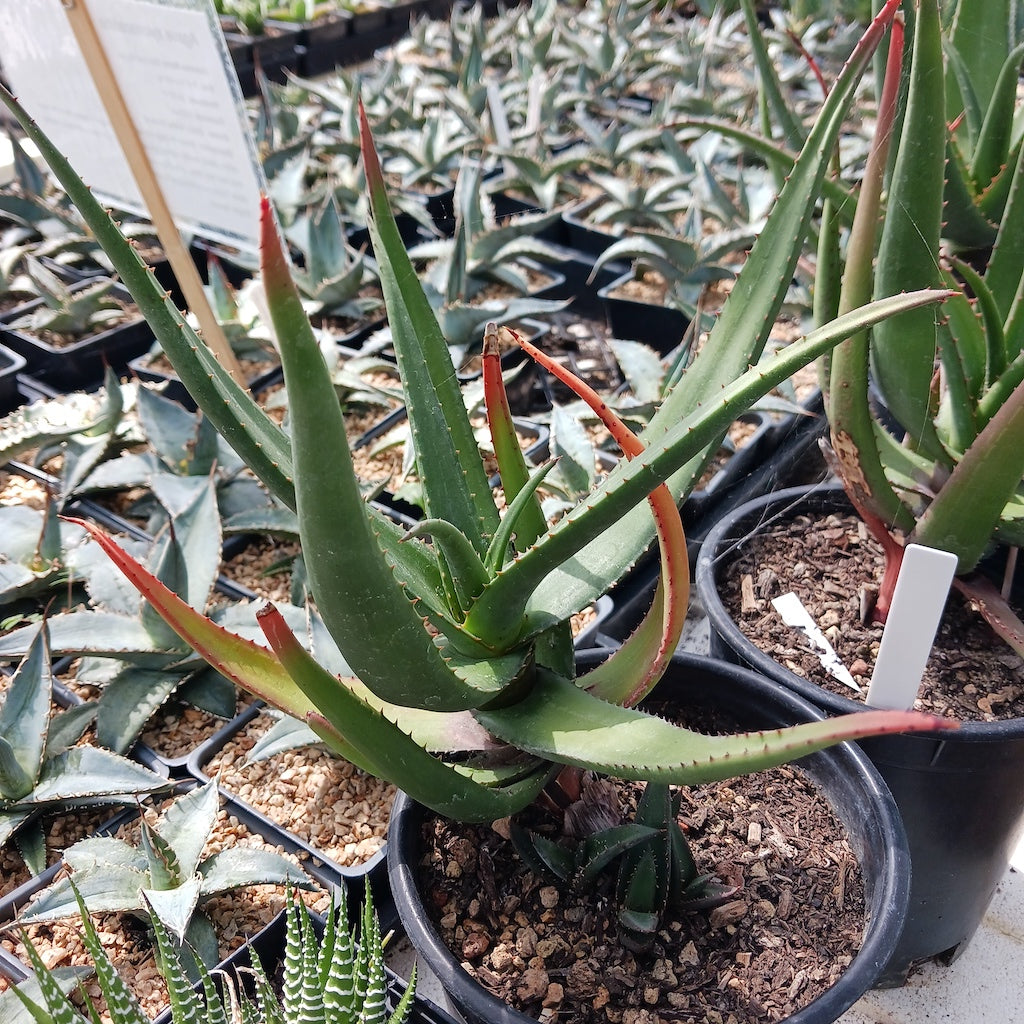 Aloe cryptopoda 