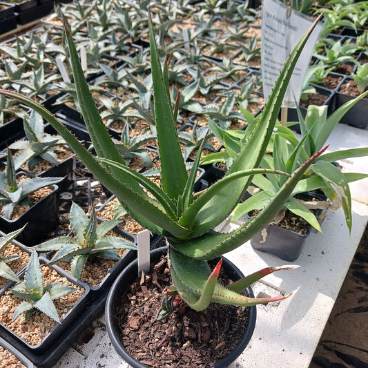 Aloe cryptopoda