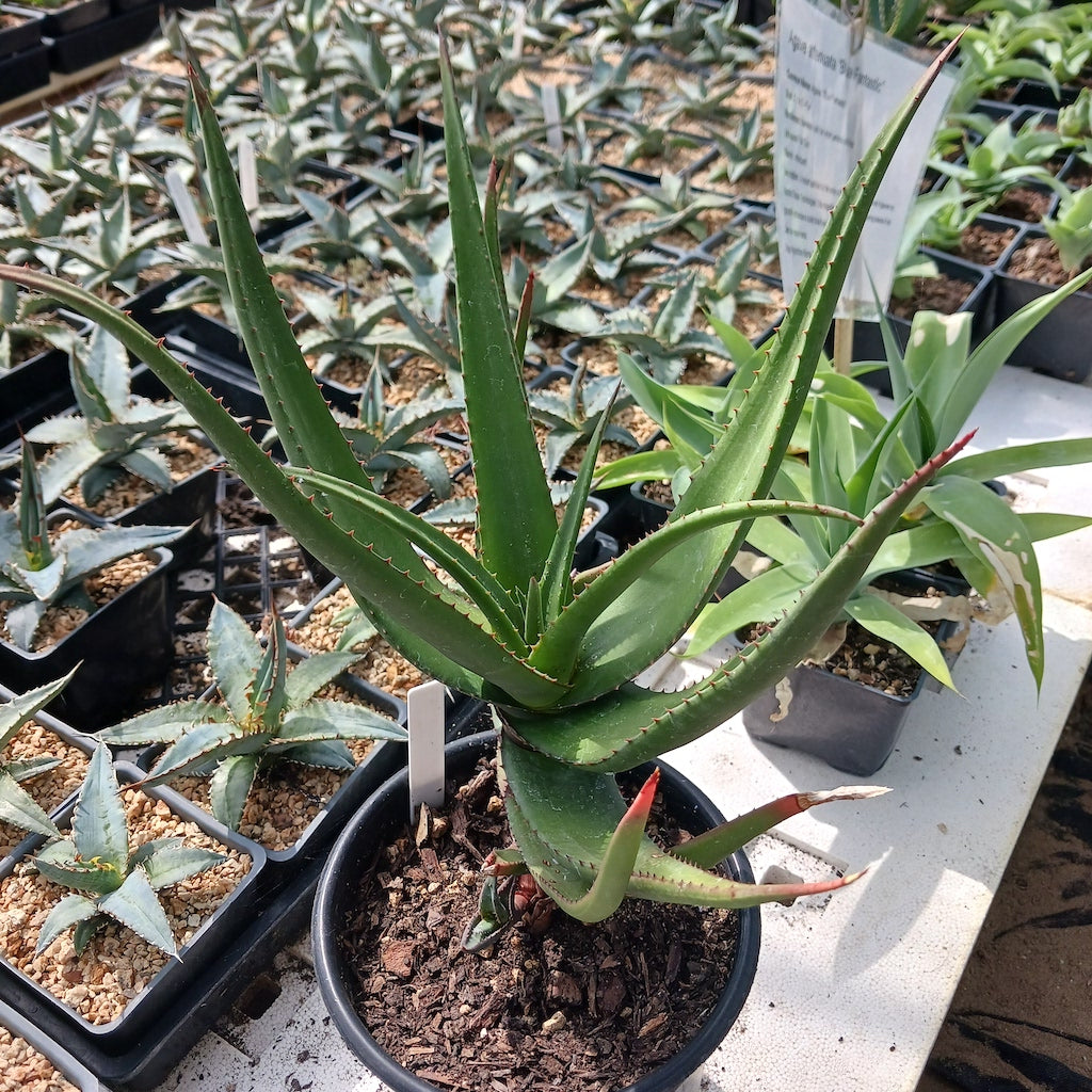 Aloe cryptopoda 