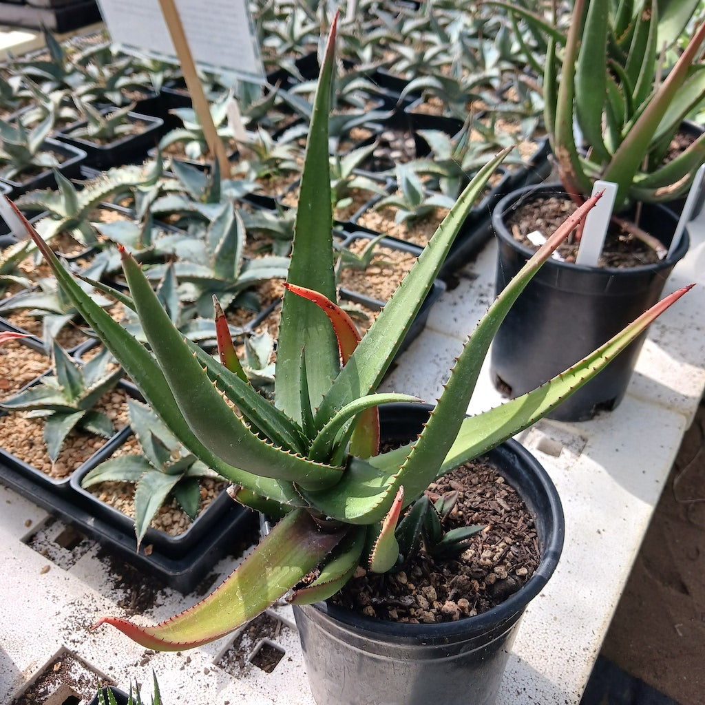 Aloe cryptopoda 