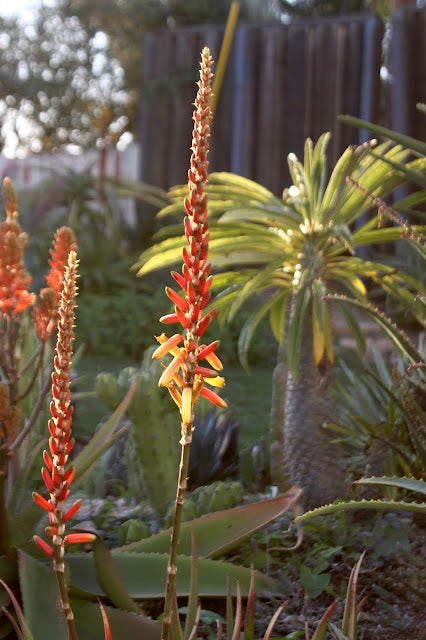 Aloe cryptopoda flower spike showing glowing orange-red overall, with warm yellow at the lower open flowers and slightly golden buds toward the tip