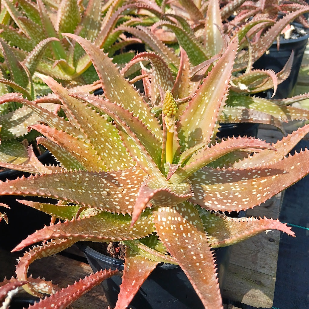 Aloe "Cynthia Giddy" in 2ga nursery pot