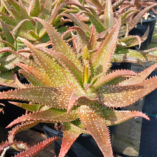 Aloe "Cynthia Giddy" in 2ga nursery pot