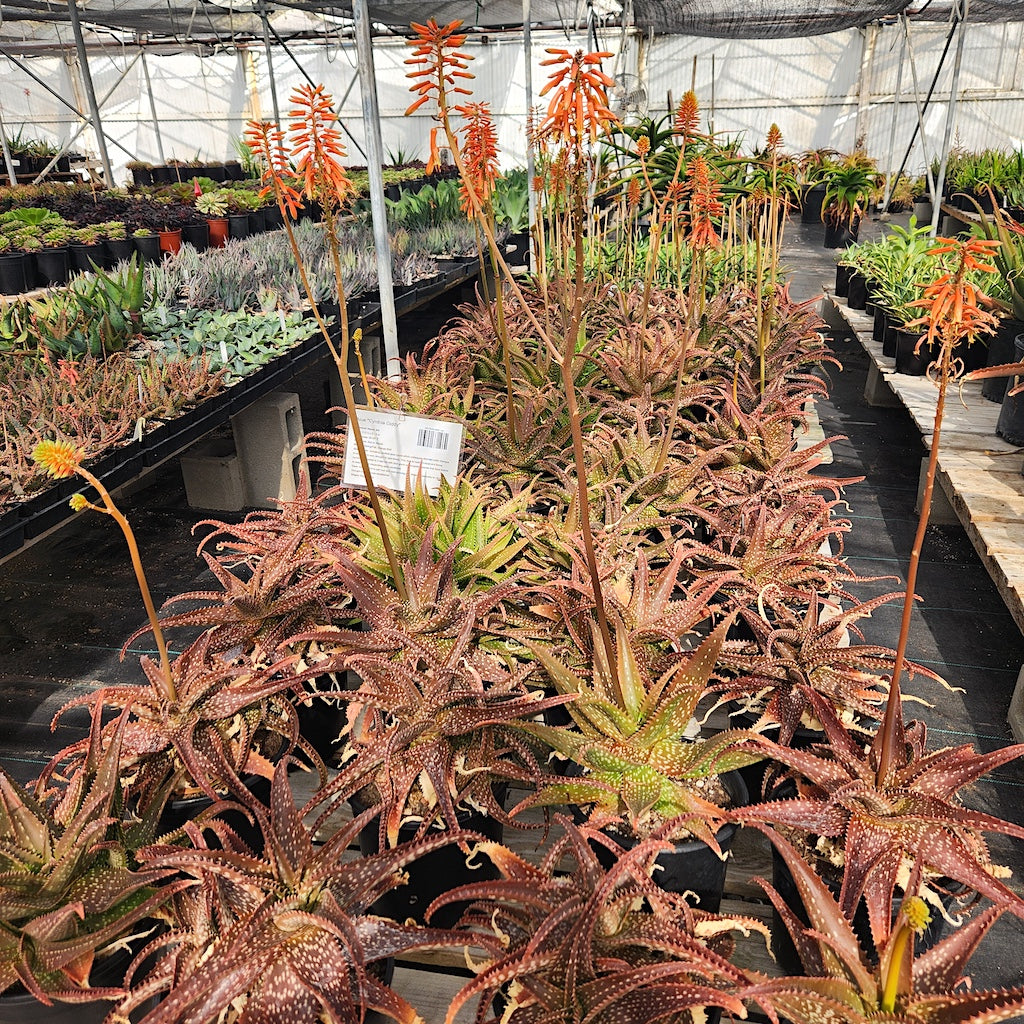 Nursery bench full of Aloe "Cynthia Giddy"