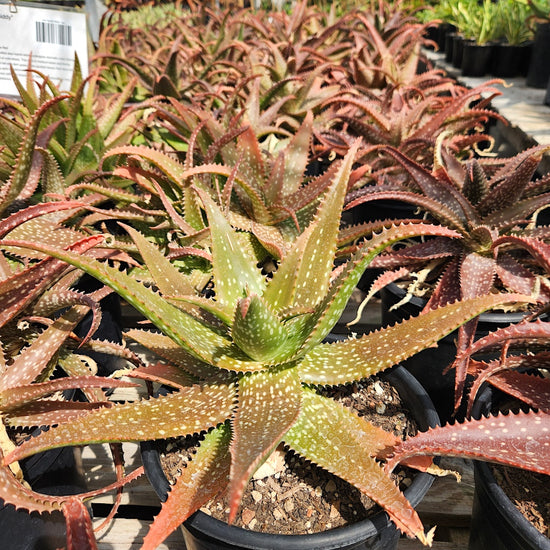 Aloe 