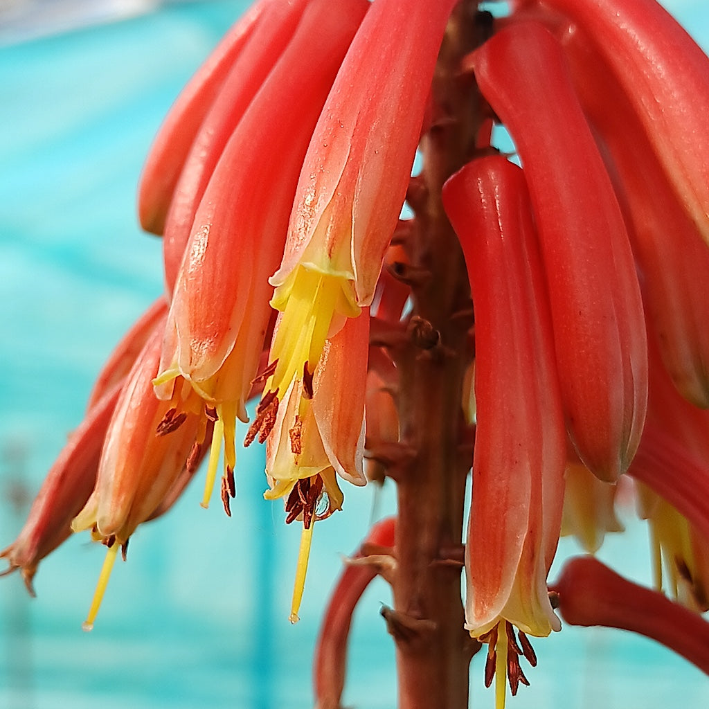 flower of Aloe "Cynthia Giddy" up close