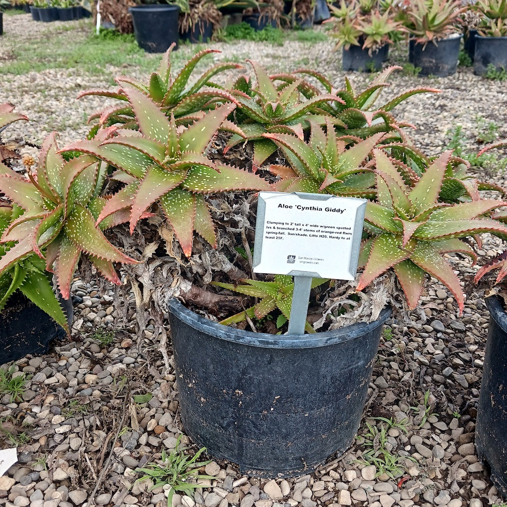 Large Aloe "Cynthia Giddy" at San Marcos Growers