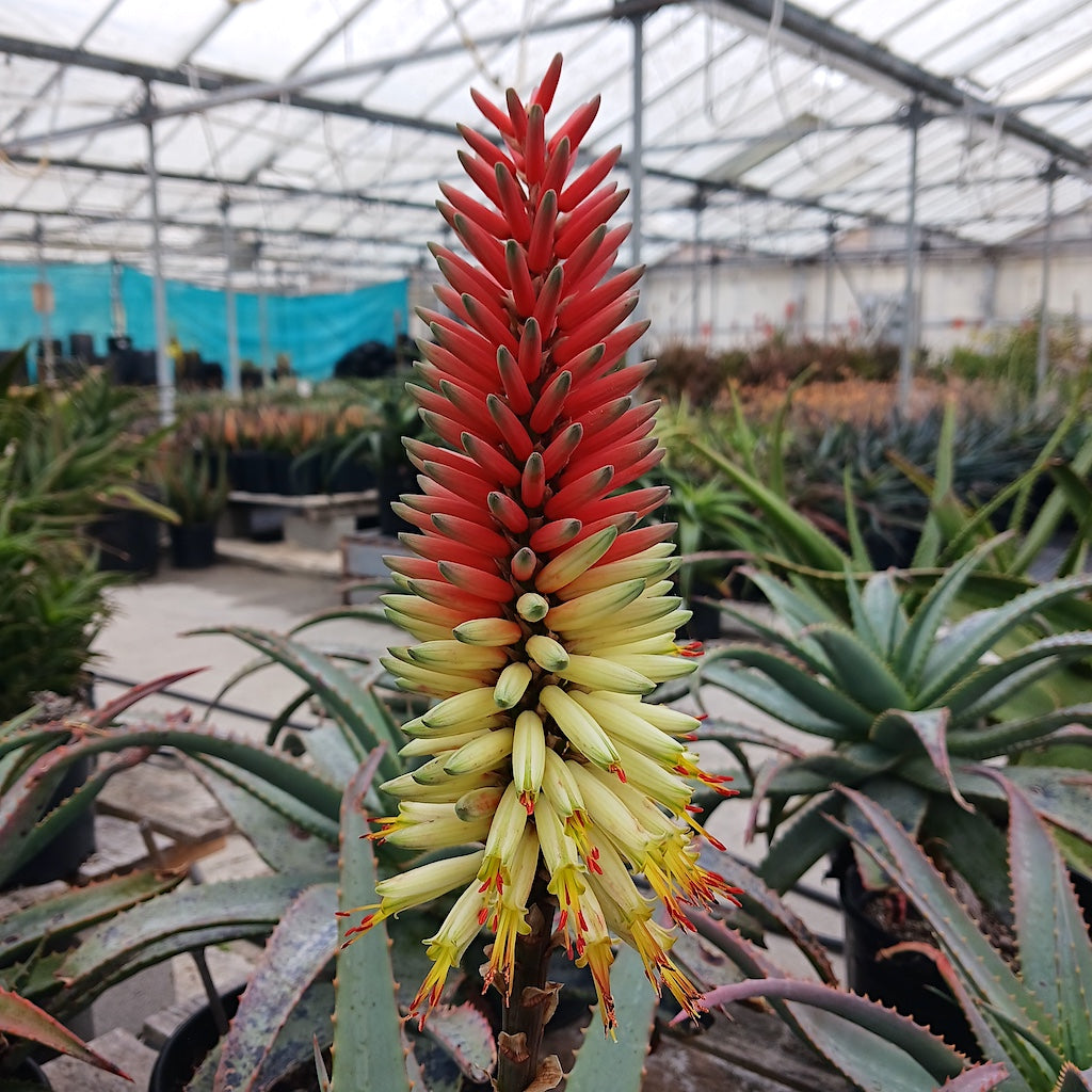 Aloe David "Verity" flower