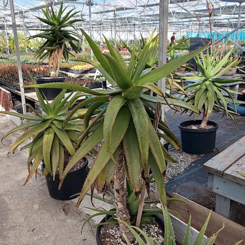 Aloe "Dave's Delight"