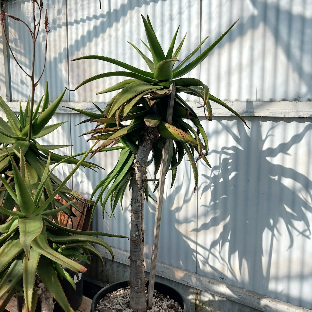 Aloe "Dave's Delight"