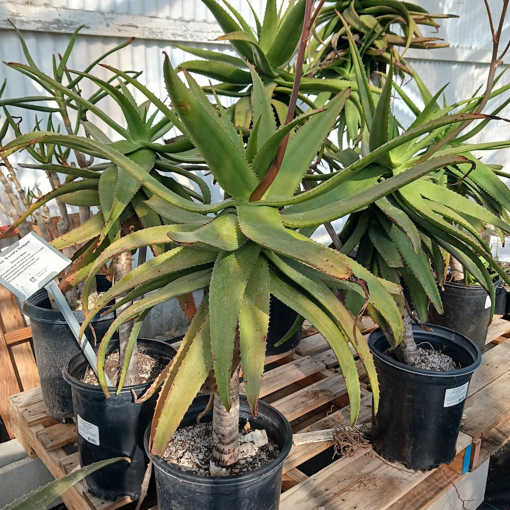 Aloe Raspberry Delight Aloe
