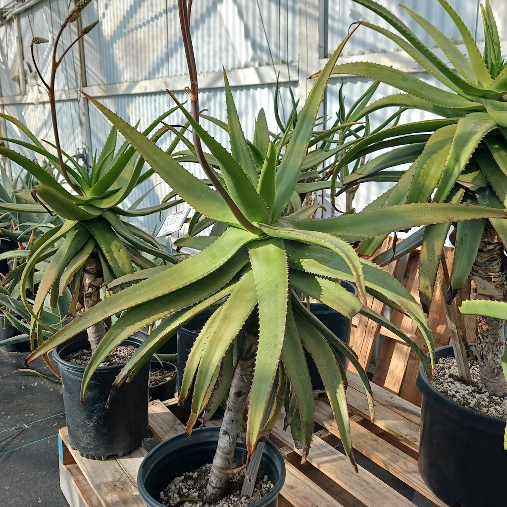 Aloe Raspberry Delight Aloe