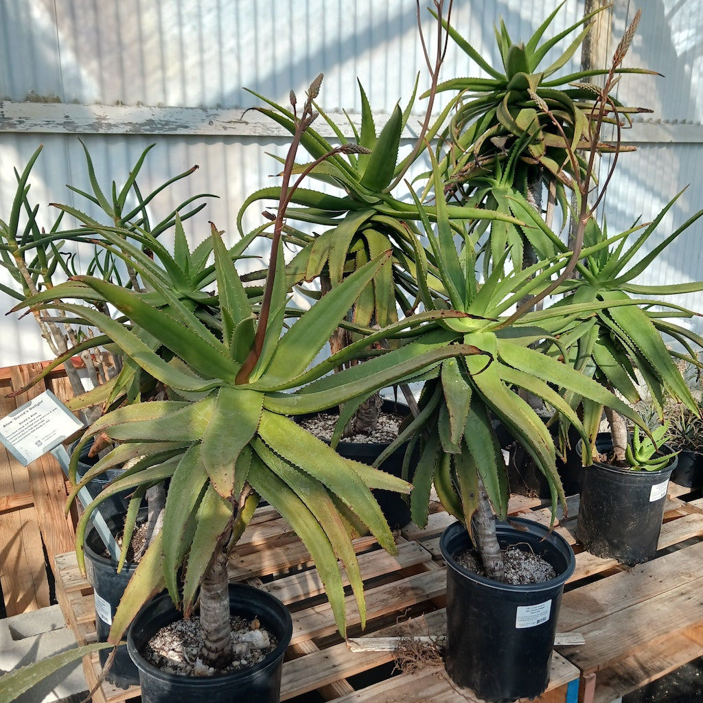 Aloe "Dave's Delight" several of mixed sizes